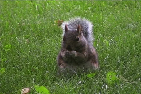 Squirrel and hand Video stock 456007