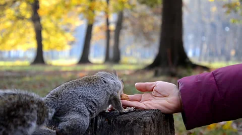 Squirrel and hand 動画素材 33501675