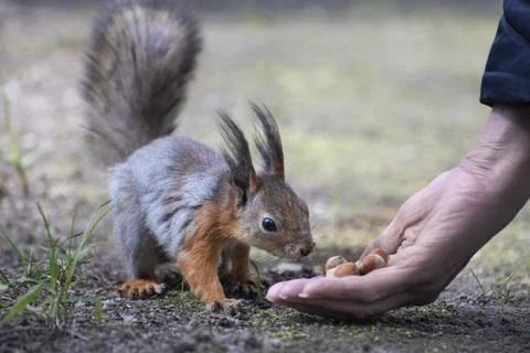 Squirrel and hazel nuts Stock Photos