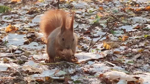 Squirrel and nut Stock Footage 146459856
