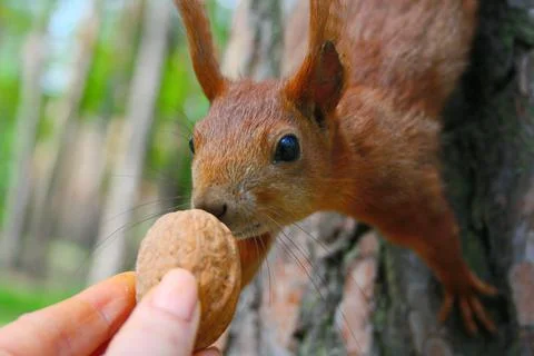 Squirrel and nut Stock Photos