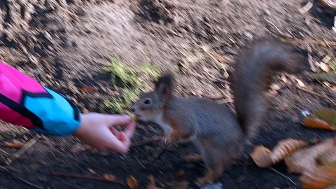 Squirrel and nuts Video stock 97929875