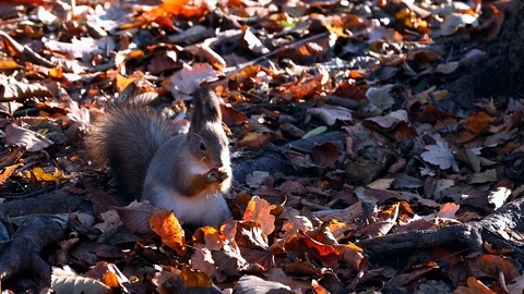 Squirrel and nuts Video stock 97930291