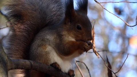 Squirrel and nuts. Stock Footage 97930396