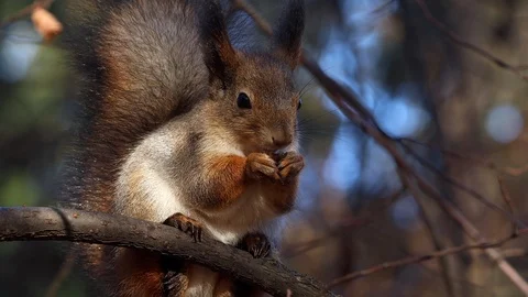Squirrel and nuts Video stock 97935690