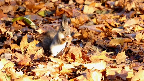 Squirrel and nuts Video stock 97936799