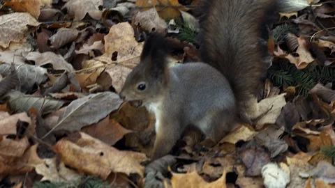 Squirrel and nuts Stock Footage 97938453