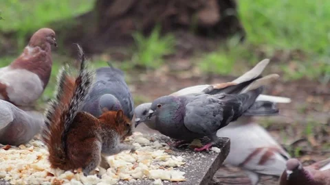 Squirrel and pigeons eating bread crumbs in a public park. Stock Footage 70818224