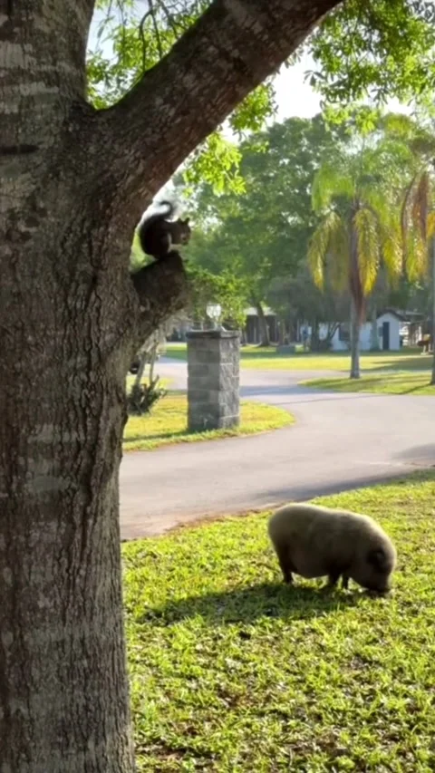 Squirrel and Pot-bellied Pig in a Sunlit Yard 库存影片 331947593
