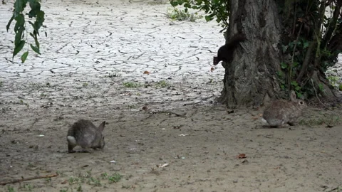 Squirrel and rabbits in post-flood mud Stock Footage 263305491