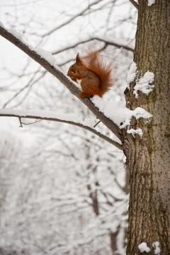 Squirrel and snow Stock Photos