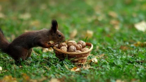 Squirrel and Some Nuts 스톡 동영상 81273337