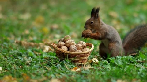 Squirrel and Some Nuts 스톡 동영상 81273342