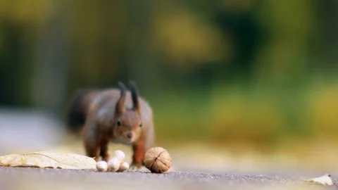 Squirrel and Some Nuts 스톡 동영상 81273473