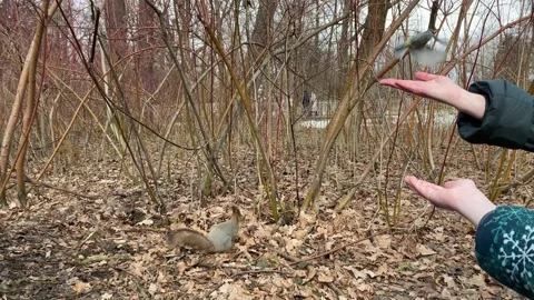 Squirrel and titmouse eat with hands Stock Footage 152074738