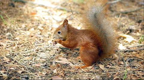 Squirrel and walnut Stock Footage 56369768