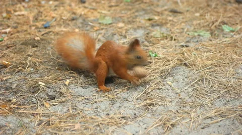 Squirrel and walnut Stock Footage 56369770