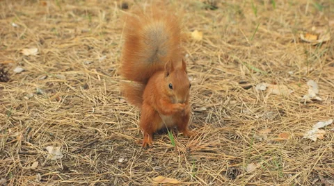 Squirrel and walnut Stock Footage 56369771