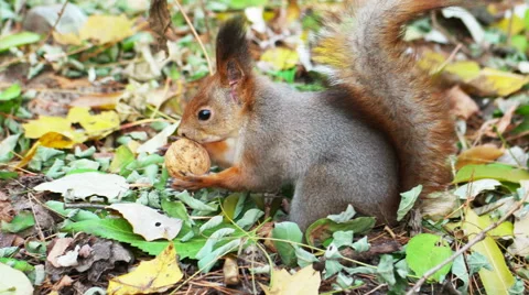 Squirrel and walnut Stock Footage 56572900