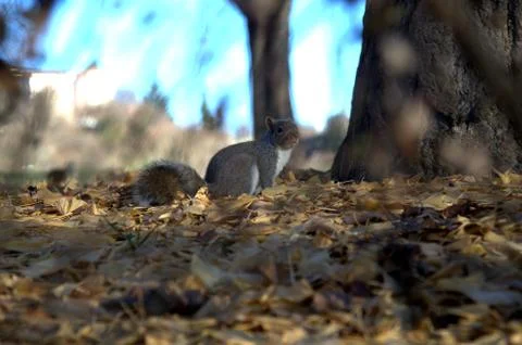 Squirrel and walnut Stock Photos