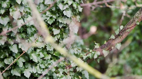 SQUIRREL APPEARING FROM NEST BEFORE JUMPING OUT OF SHOT Stock Footage 126520836