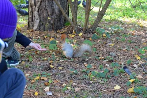 The squirrel approached the boy. Stock Photos