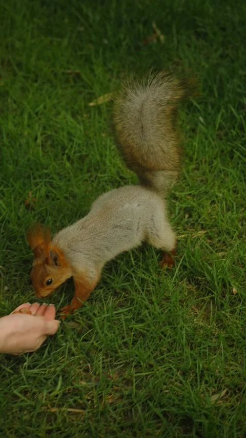 Squirrel approaches outstretched hand on grass 動画素材 335950690