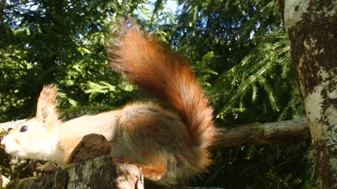 Squirrel approaches from right of frame Stock Footage 154746818