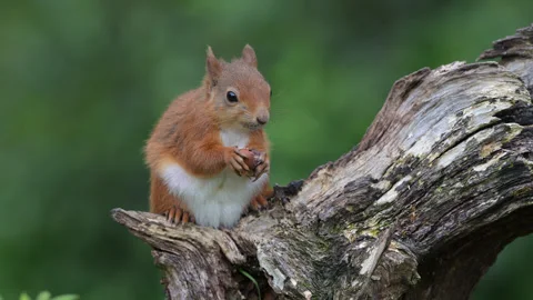 Squirrel on arch Stock Footage 247403875
