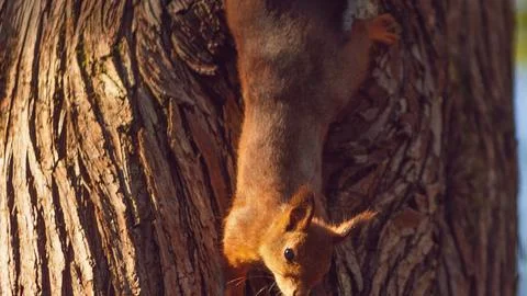 Squirrel ascending rough tree bark in warm sunlight Stock Photos