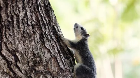 Squirrel ascending tree trunk in natural habitat. Stock Photos
