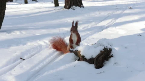 Squirrel asks for a nut from a person Stock Footage 147082107