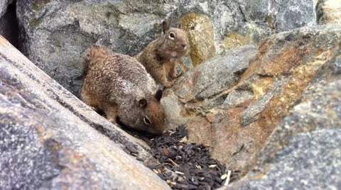 Squirrel Attack Stock Footage 25881708