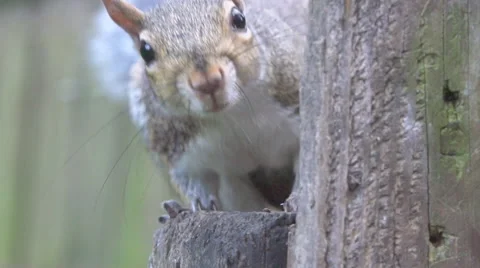 Squirrel Attack Stock Footage 41438536