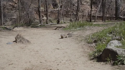 Squirrel Attack Video stock 127328040