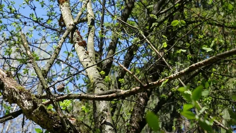 Squirrel attacks a robin sitting on a branch. 動画素材 129902864