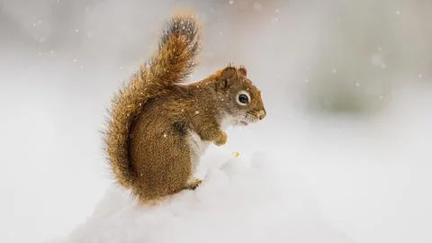 Squirrel With Attitude Stock Photos