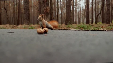 Squirrel in autumn changes the shade of wool in the forest found a walnut Stock Footage 120170271
