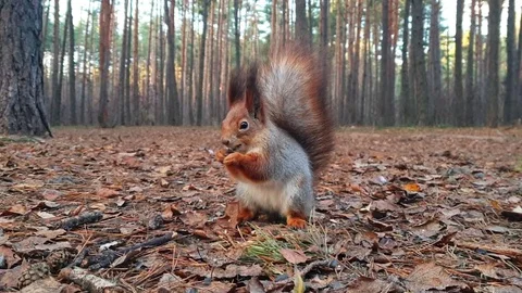 Squirrel in the autumn forest eats sunflower seeds. Stock Footage 120124963