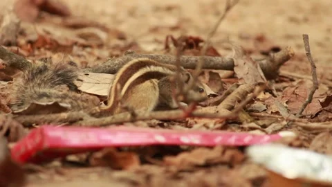 Squirrel in Autumn Forest Floor Stock Footage 344392459