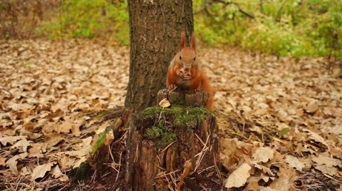 Squirrel in the autumn forest Stock Footage 43052399