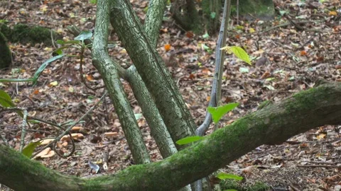 Squirrel in an autumn forest Stock Footage 86735682
