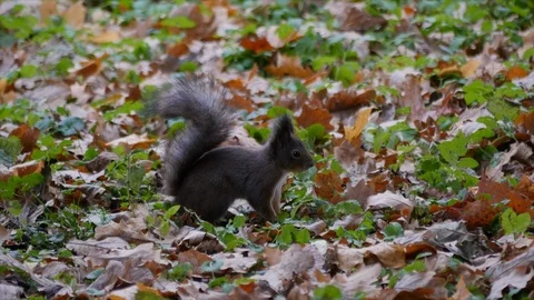 Squirrel in autumn forest Stock-Footage 97753306