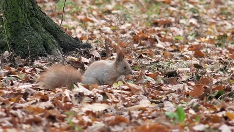 Squirrel in the Autumn Forest Looking for Nuts. 4K Stock Footage 81928622