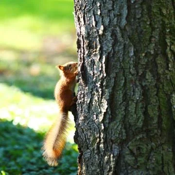 Squirrel in the autumn forest Stock Photos