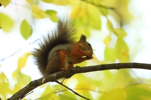 Squirrel in the autumn forest Stock Photos