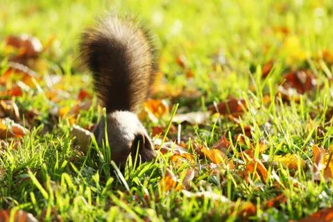 Squirrel in the autumn forest Stock Photos