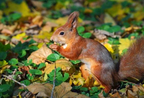 Squirrel in autumn forest Stock Photos