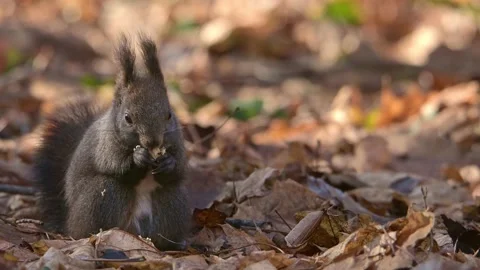Squirrel in Autumn Forest. Red squirrel eating nut at colorful fall forest. Video stock 166396958