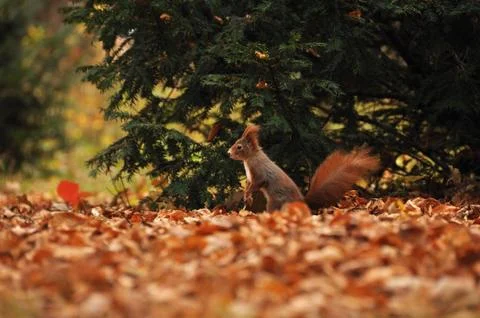 Squirrel in autumn ground with tree on background Stock Photos
